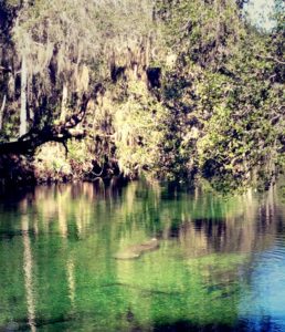Manatee surfacing for air at Blue Spring State Park