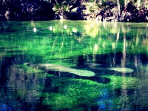 Manatees at Blue Spring State Park