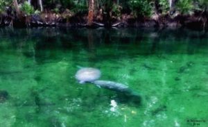 Mother and baby manatees at Blue Spring State Park