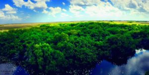 View from the top of the Shark Valley Observation Tower in the Everglades
