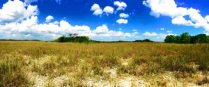 The Everglades during the dry season