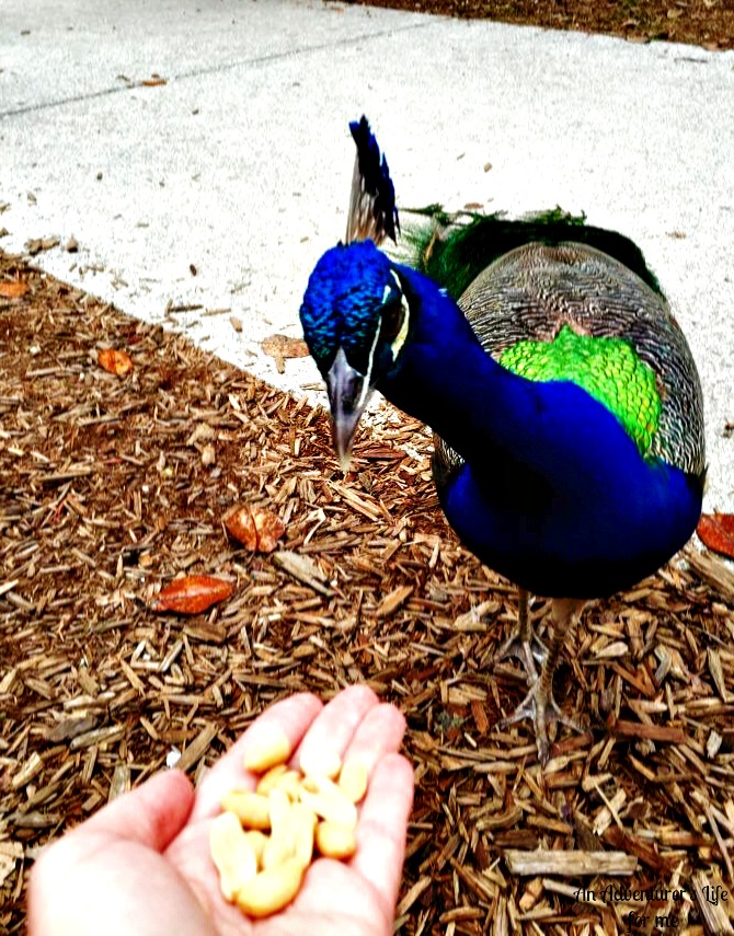 Feeding peacocks 